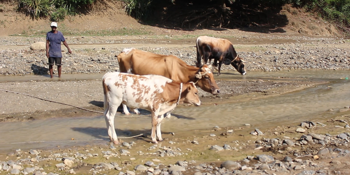 4-Animals ANIMALS